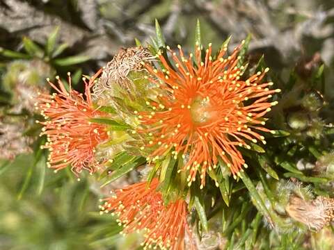 Imagem de Melaleuca acrifolia Craven & R. D. Edwards