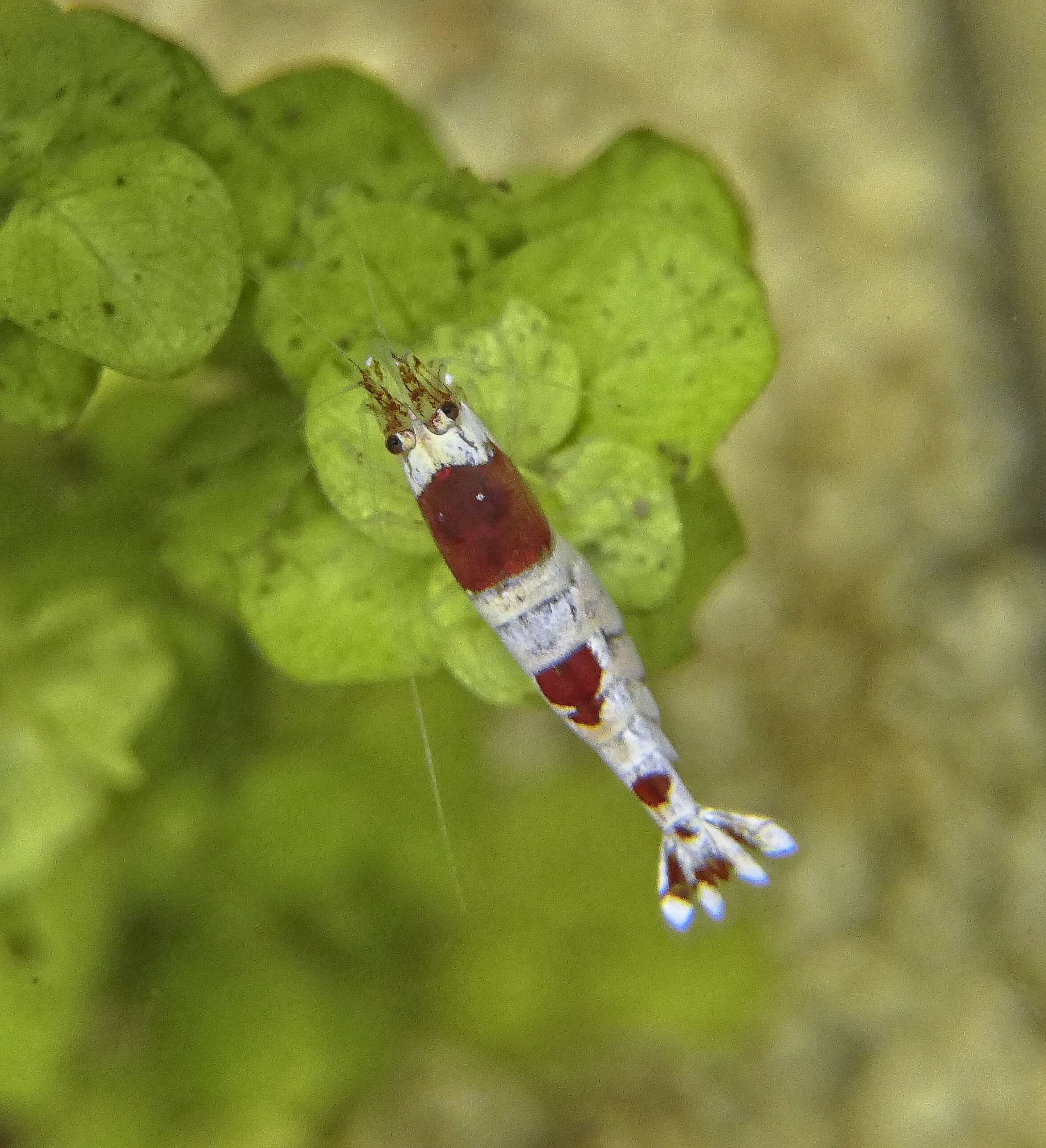 Image of Caridina H. Milne Edwards 1837