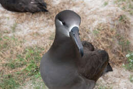 Image of Black-footed Albatross