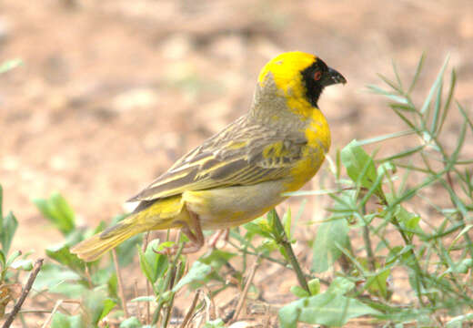 Image of African Masked Weaver