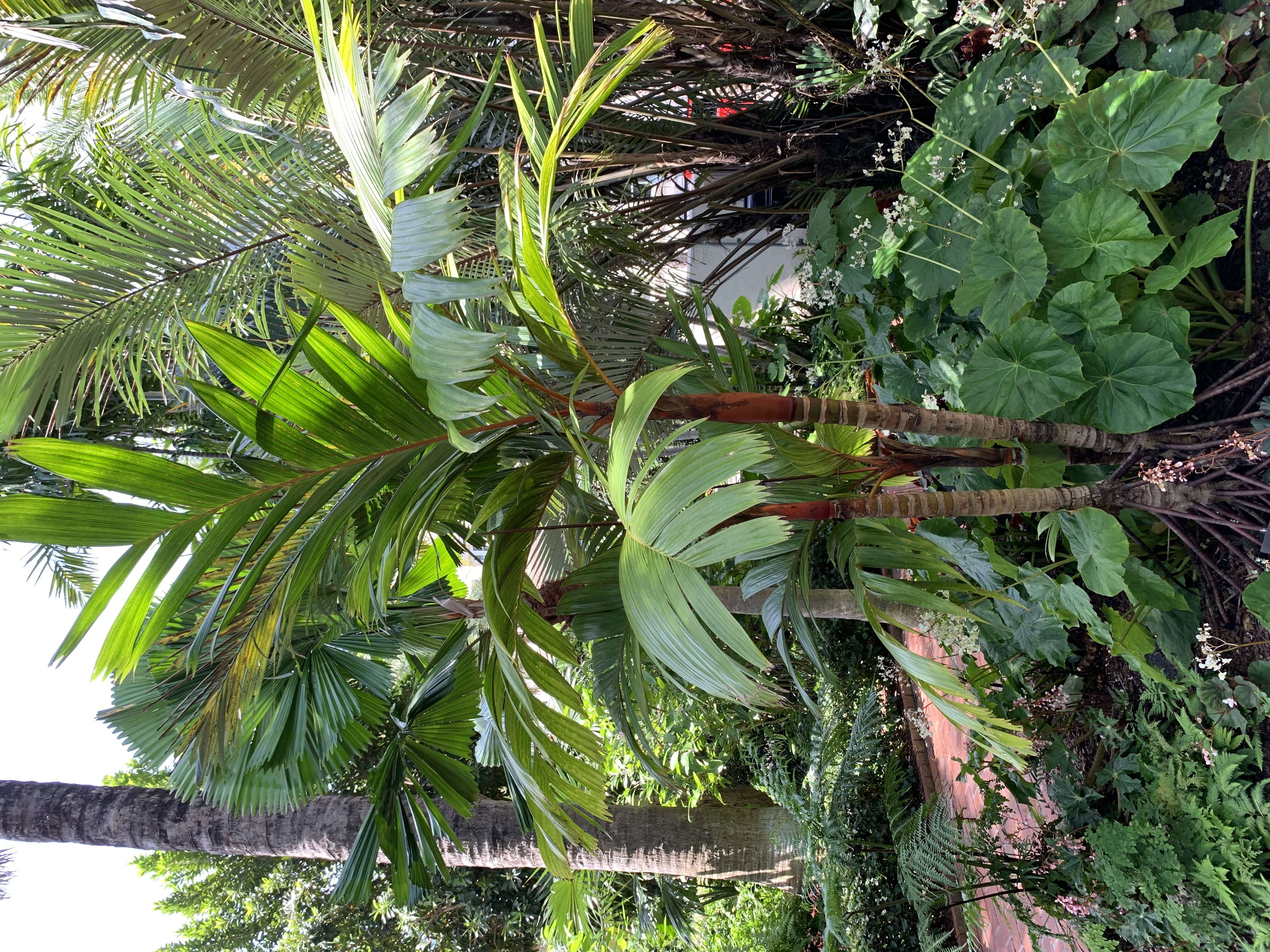 Image of Areca vestiaria Giseke