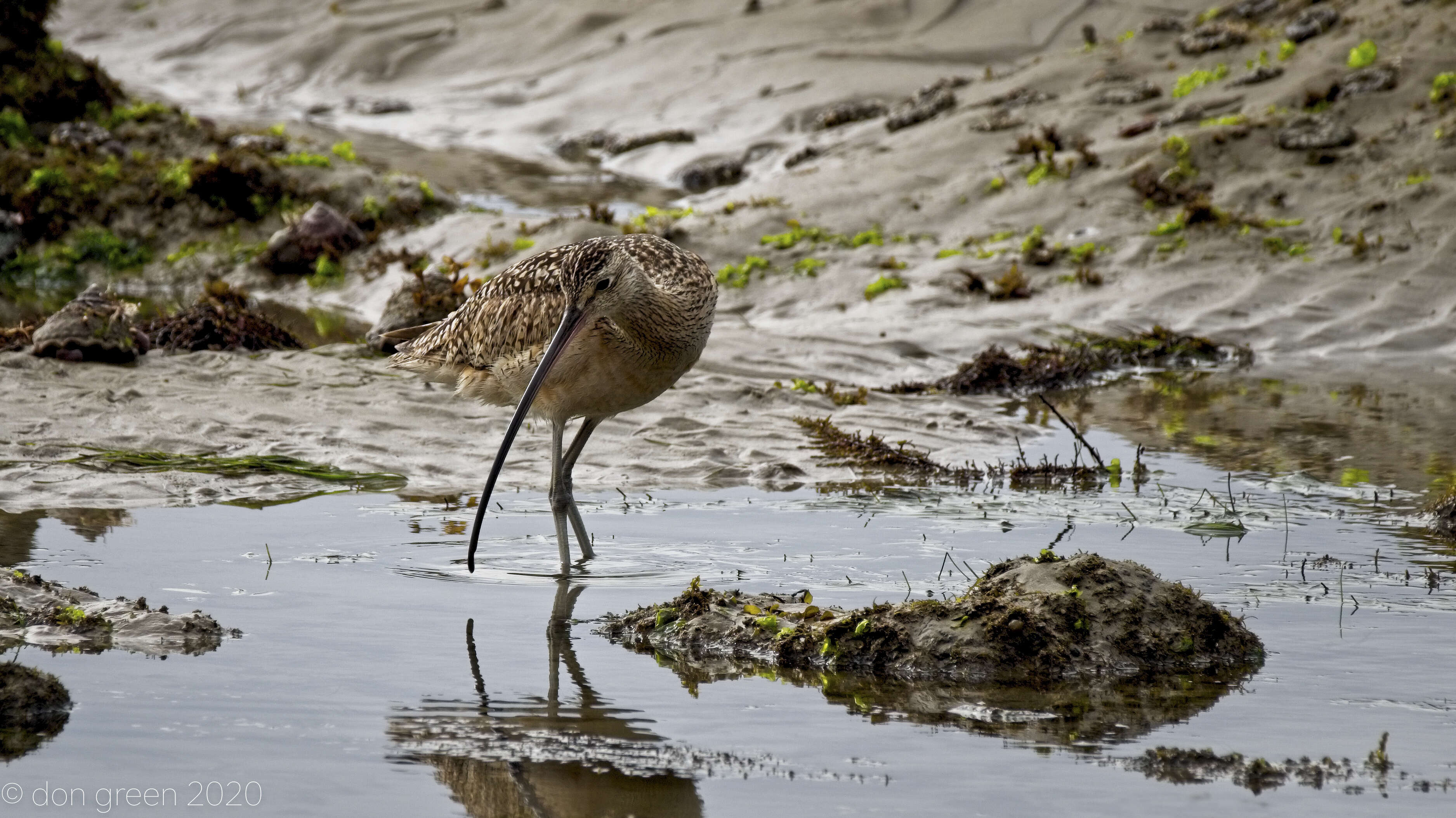 Image of Long-billed Curlew