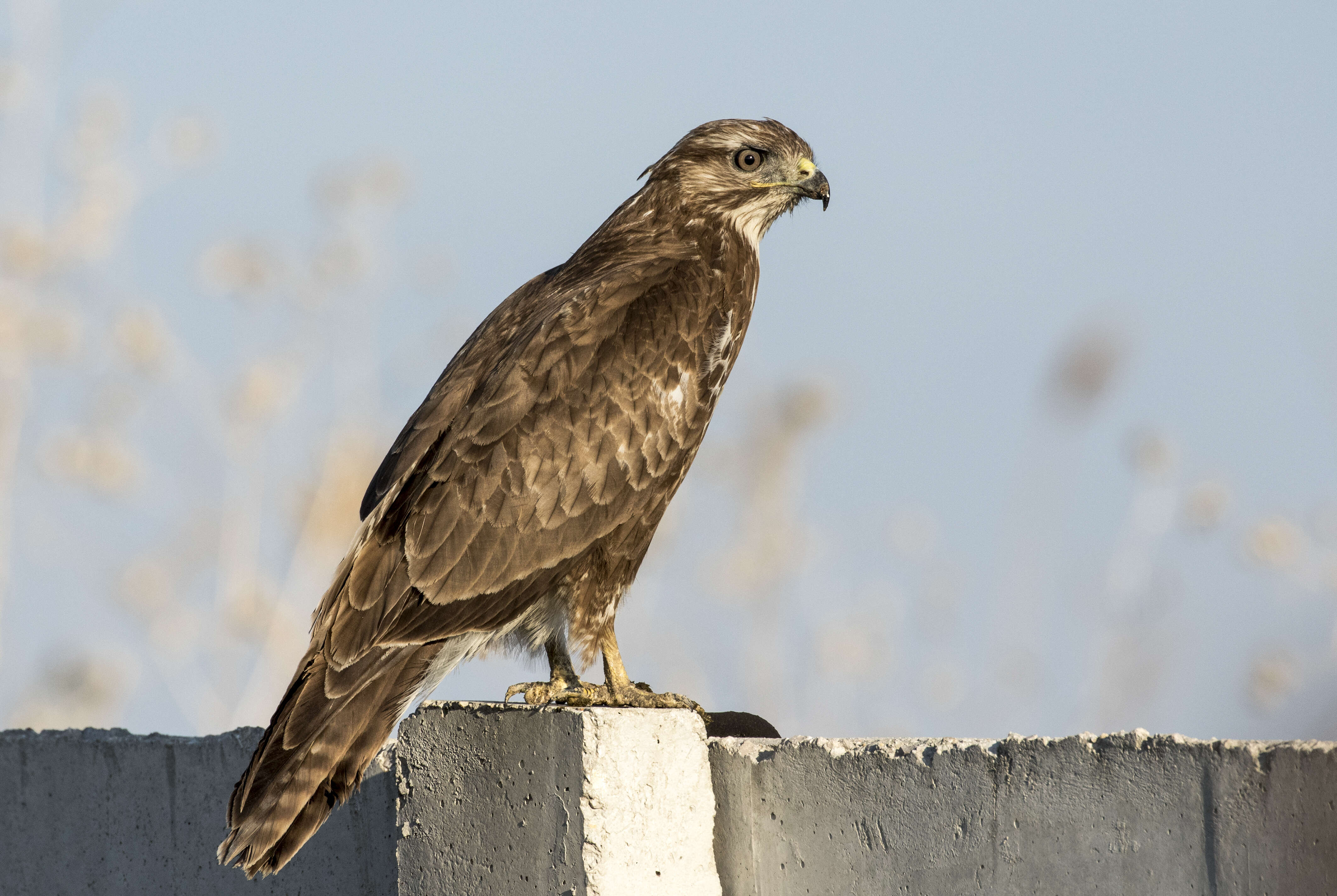 Image of Common Buzzard