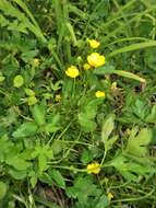 Image of Buttercup