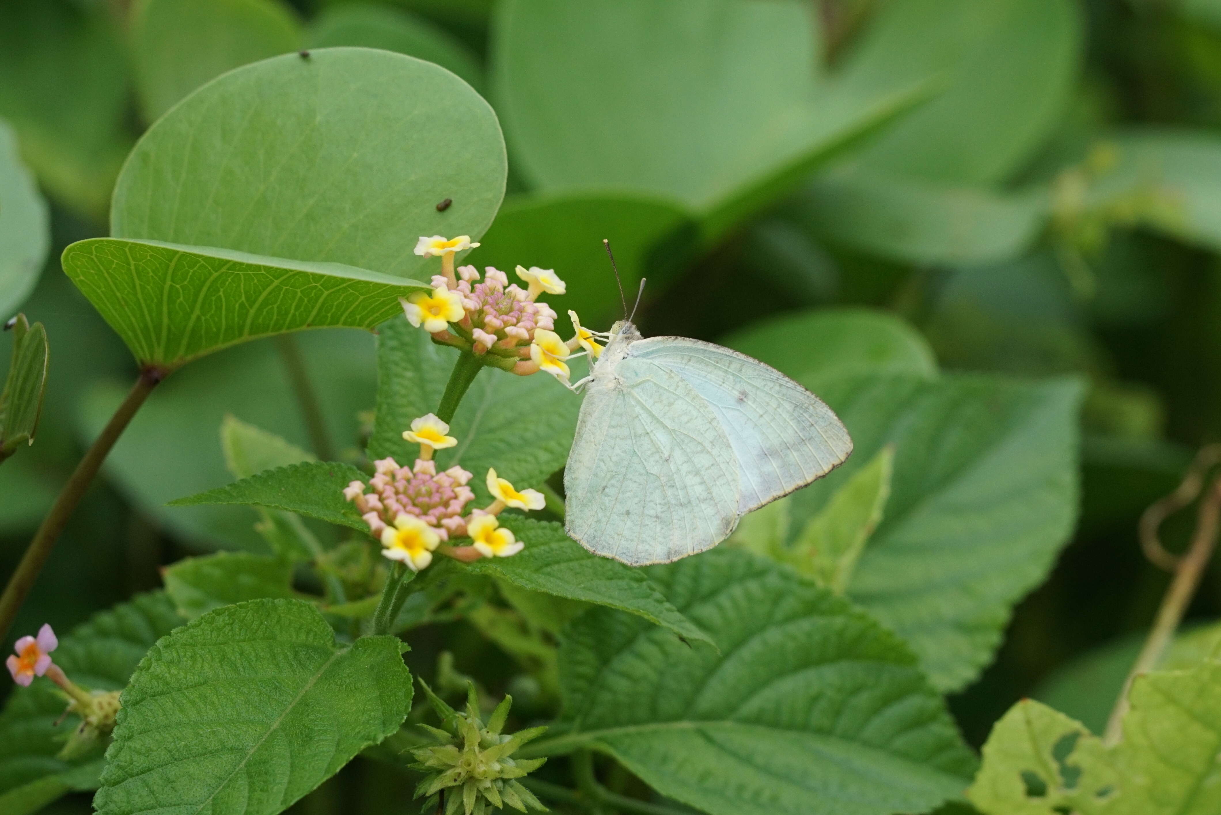 Image of Catopsilia pyranthe (Linnaeus 1758)