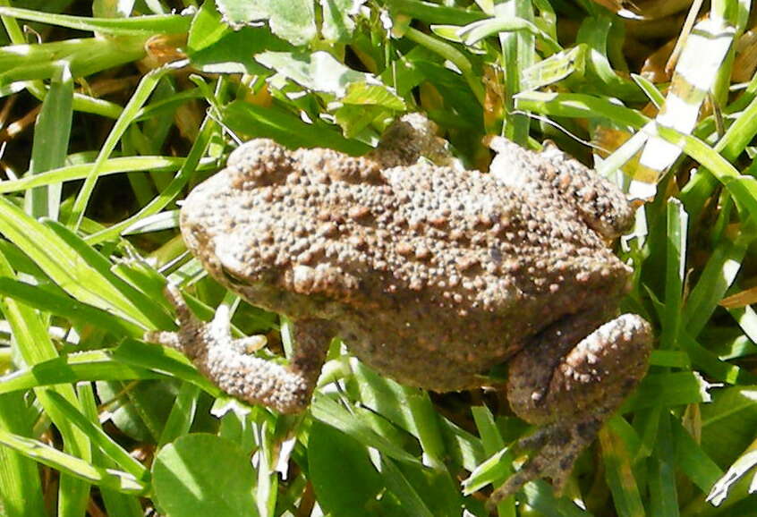 Image of Common Toad