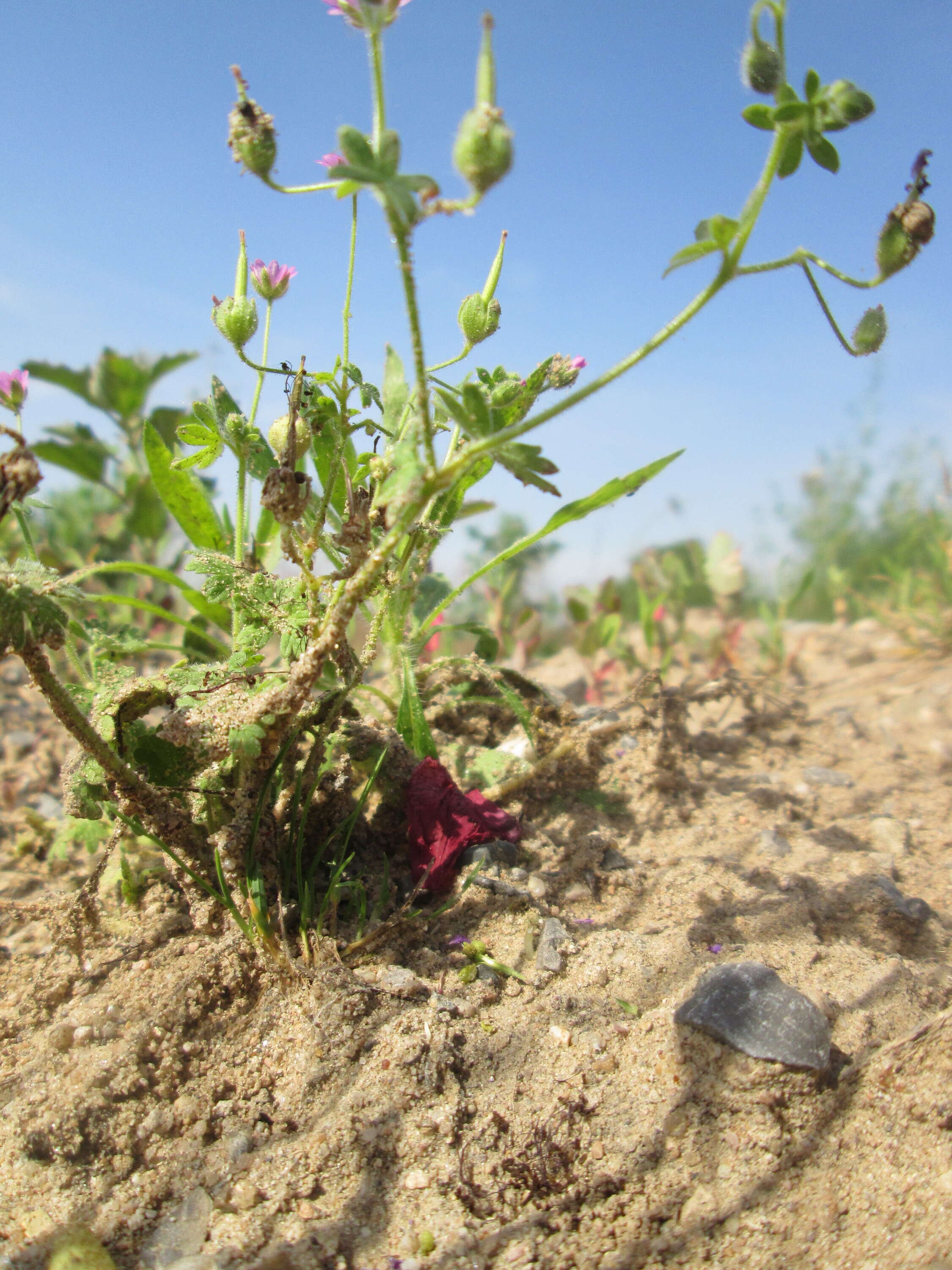 Imagem de Geranium molle L.