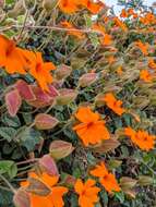 Image of Thunbergia gregorii S. Moore