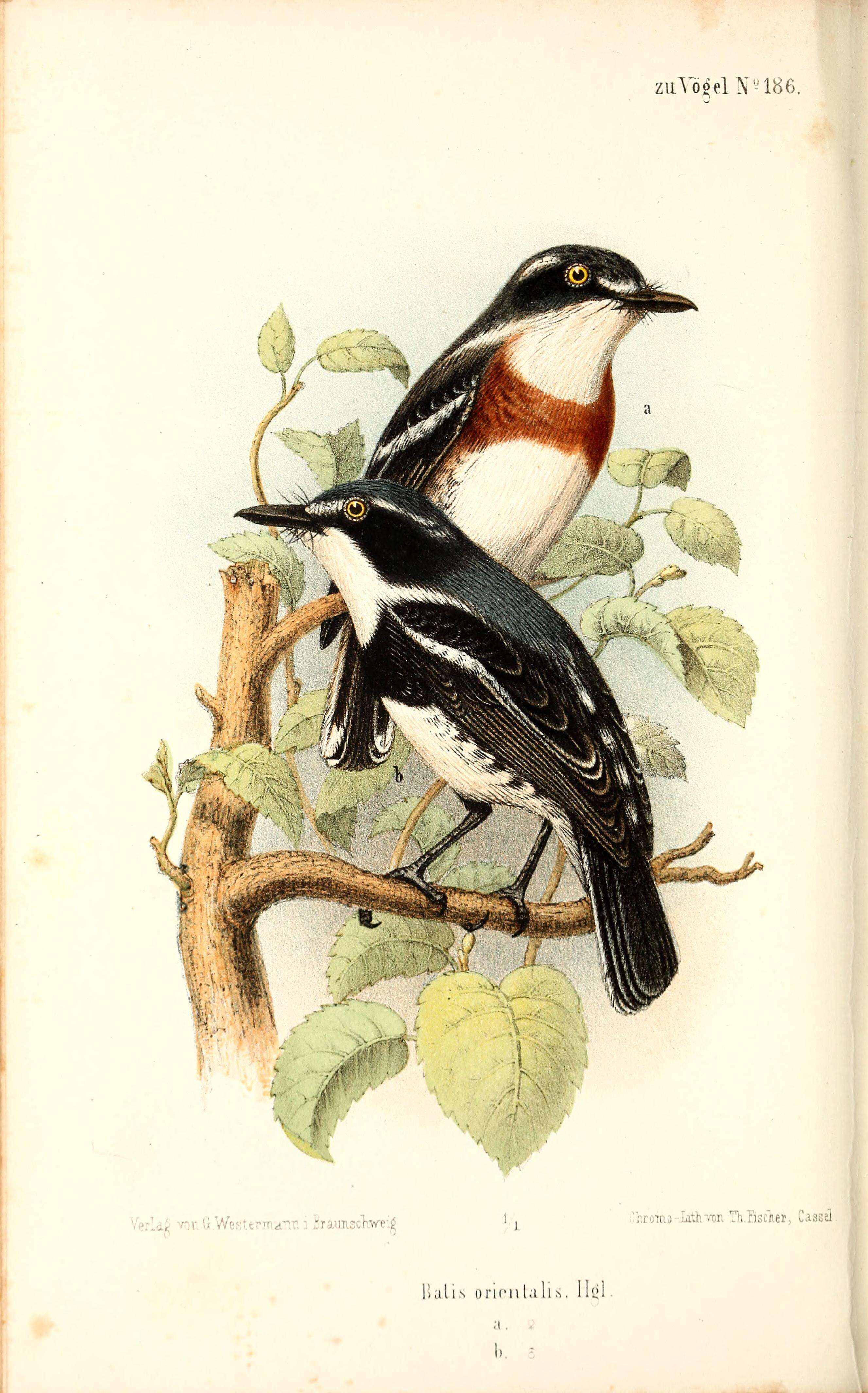 Image of Grey-headed Batis