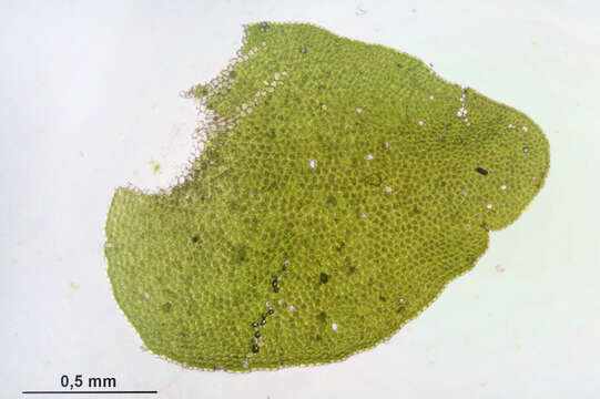 Image of Wall Scalewort