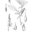 Image of Salix argyracea E. L. Wolf