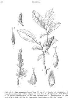 Image of Salix argyracea E. L. Wolf