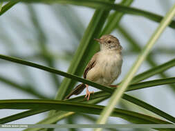 Слика од Prinia gracilis (Lichtenstein & Mhk 1823)