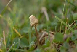 Plancia ëd Psilocybe semilanceata (Fr.) P. Kumm. 1871