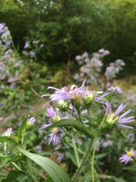 Image de Symphyotrichum puniceum (L.) A. Löve & D. Löve