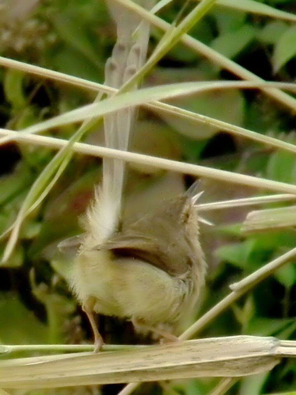 Imagem de Prinia flaviventris (Delessert 1840)