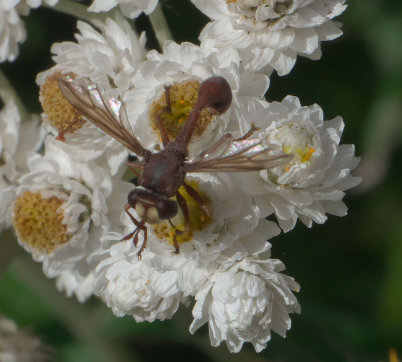 صورة Physocephala burgessi (Williston 1882)