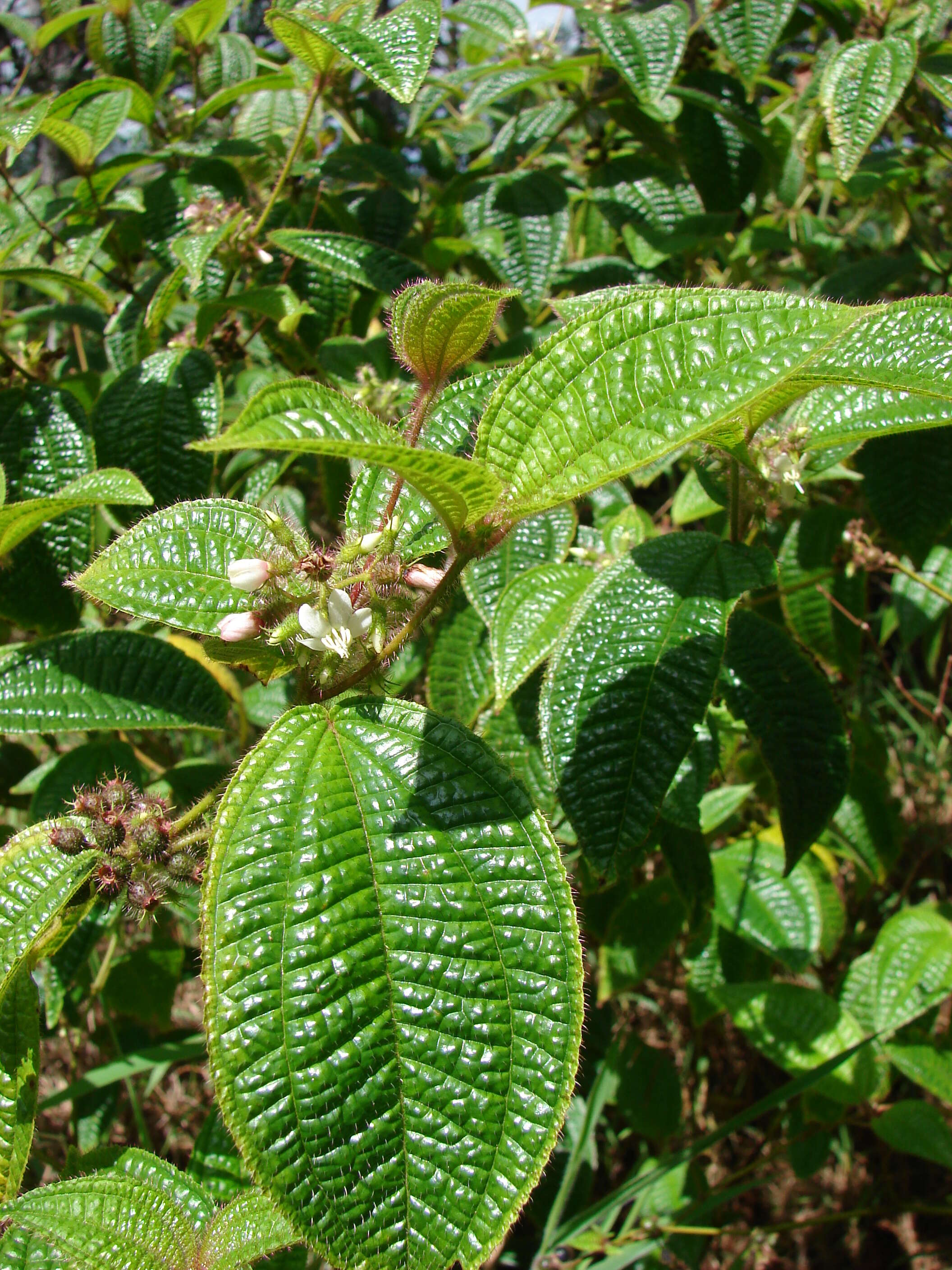 Image of soapbush