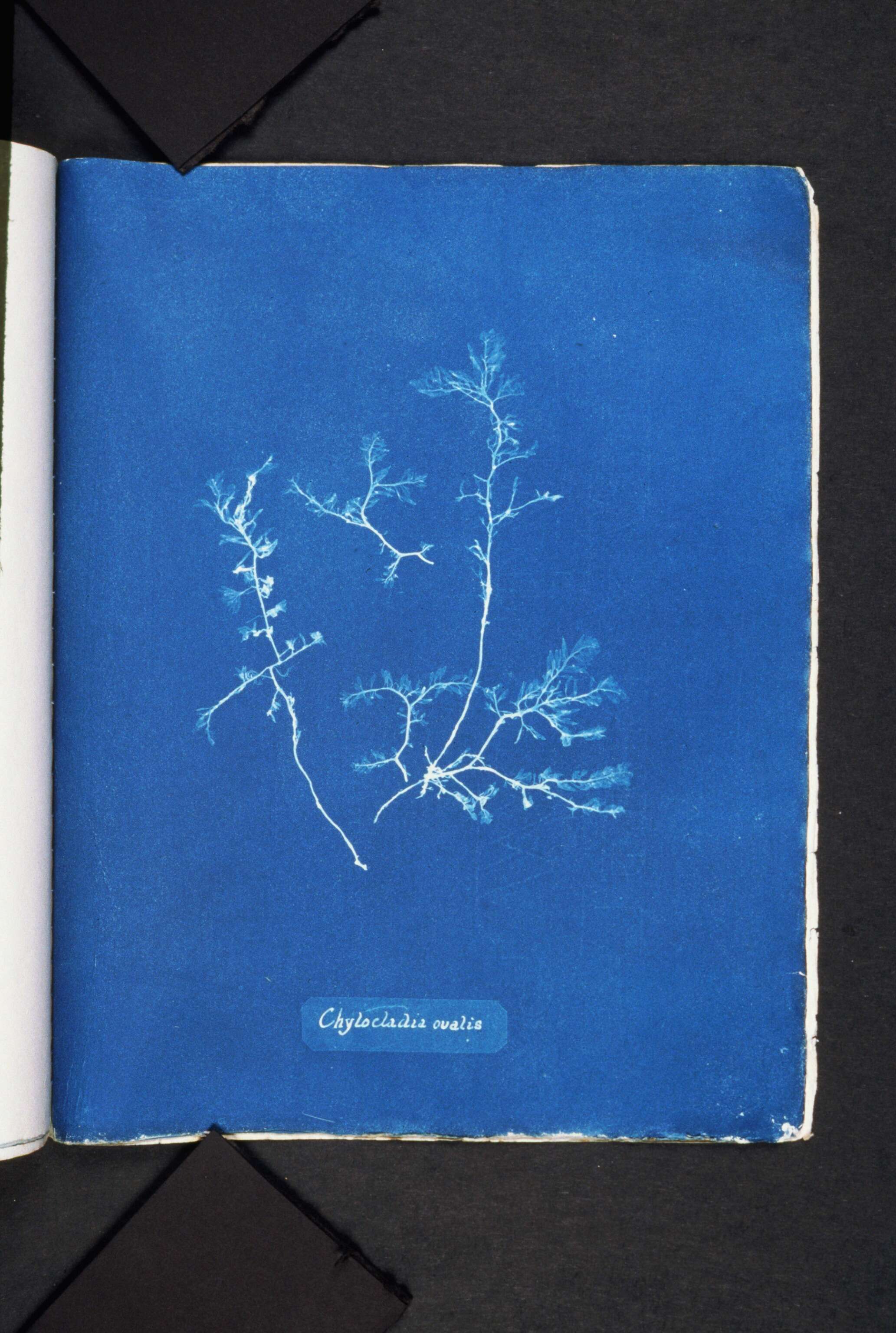 Image of Gastroclonium ovatum