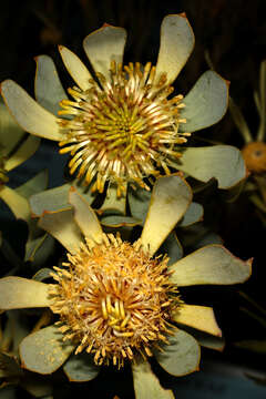 Imagem de Leucadendron pubescens R. Br.