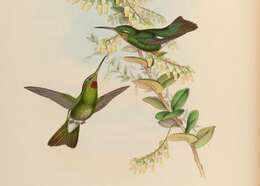 Plancia ëd Heliodoxa gularis (Gould 1860)