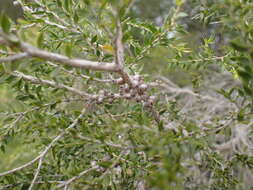 Image of Melaleuca squamophloia (Byrnes) L. A. Craven