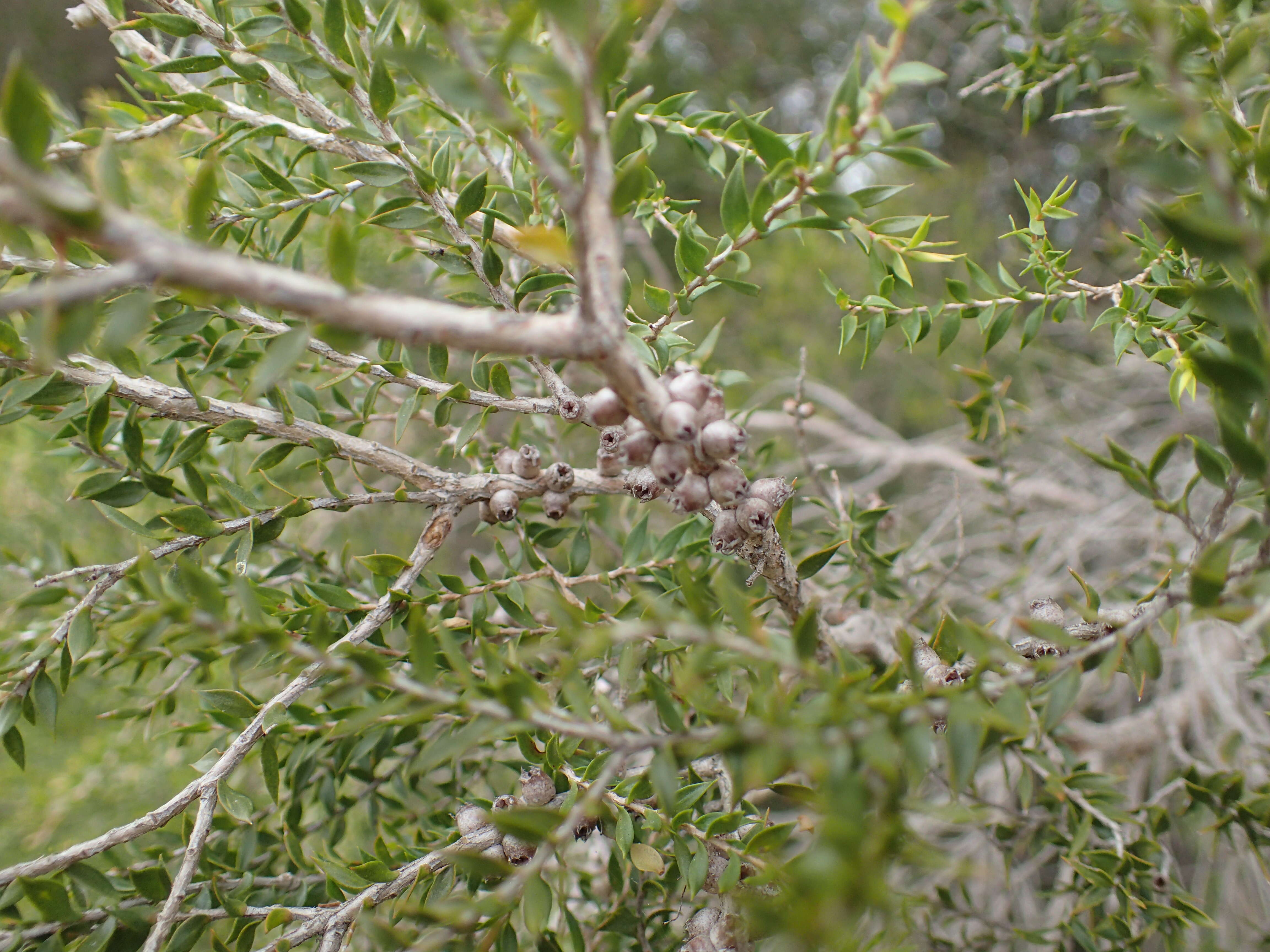Image of Melaleuca squamophloia (Byrnes) L. A. Craven