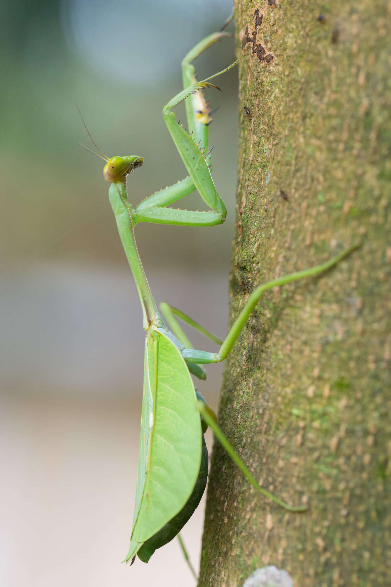 Image of Pseudoxyops