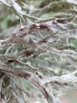 Image of farinose cartilage lichen