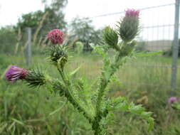 Слика од Carduus acanthoides L.