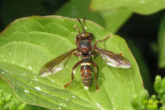 Image of Conops vesicularis Linnaeus 1761