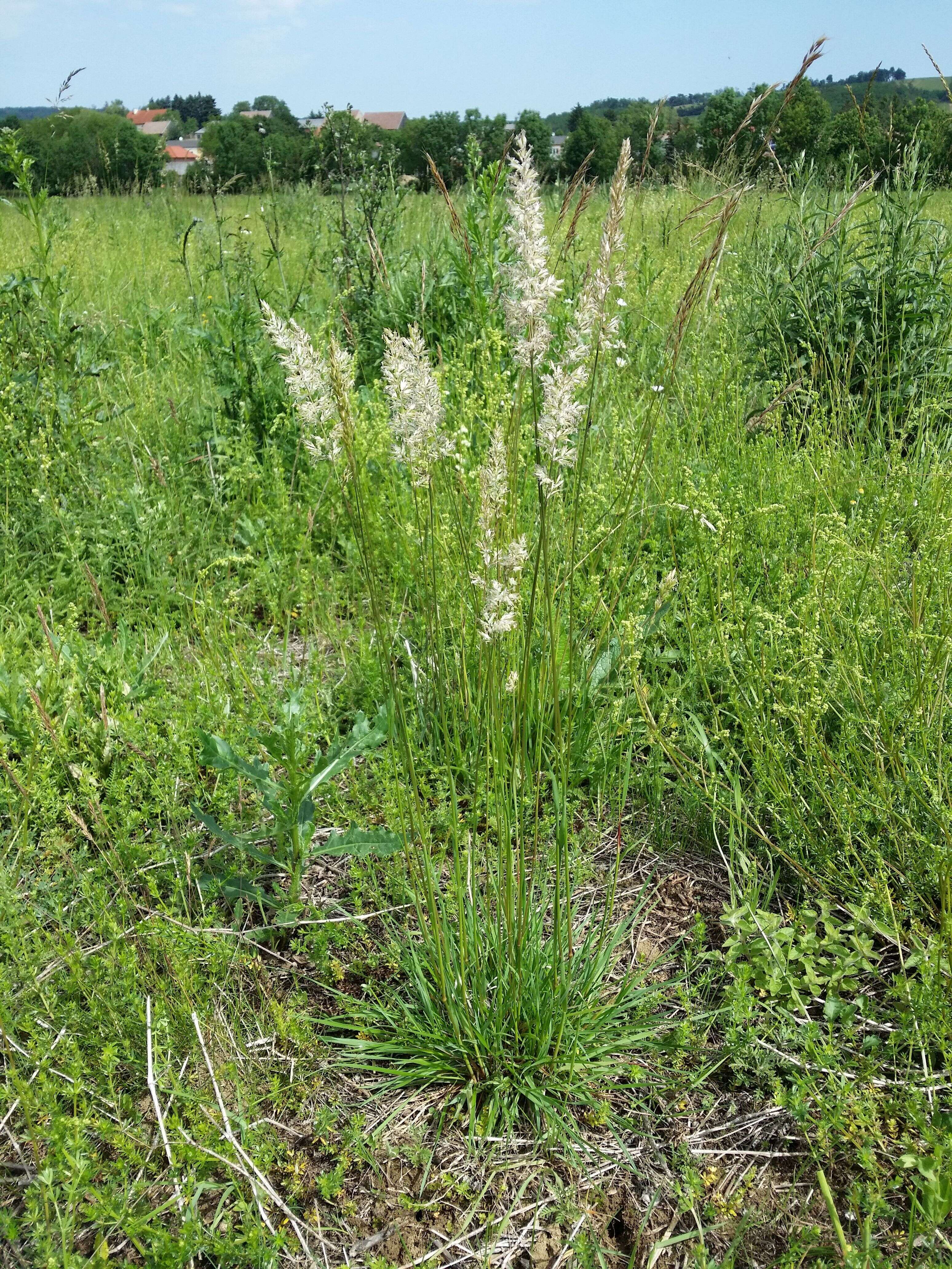 Image of June grass