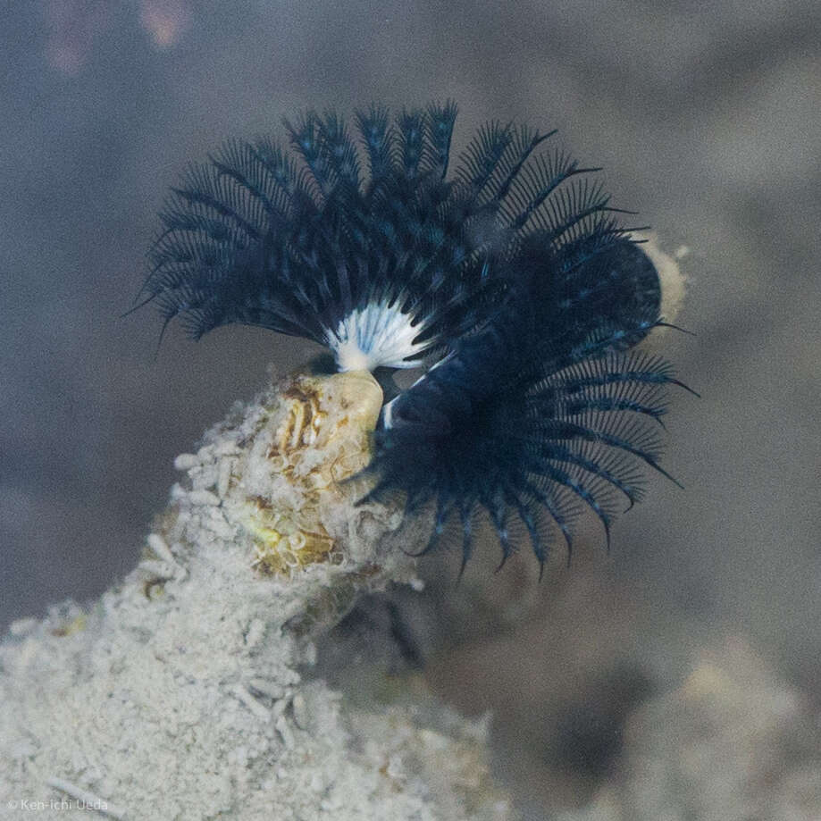 Image of Blue Tube Worm