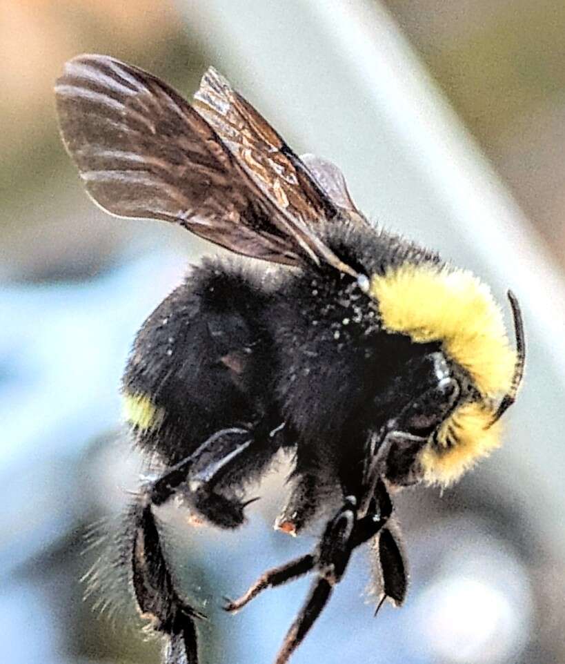Image of Obscure Bumble Bee