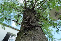 Plancia ëd Gleditsia triacanthos L.