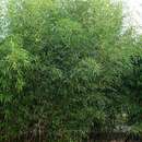 صورة Phyllostachys bissetii McClure