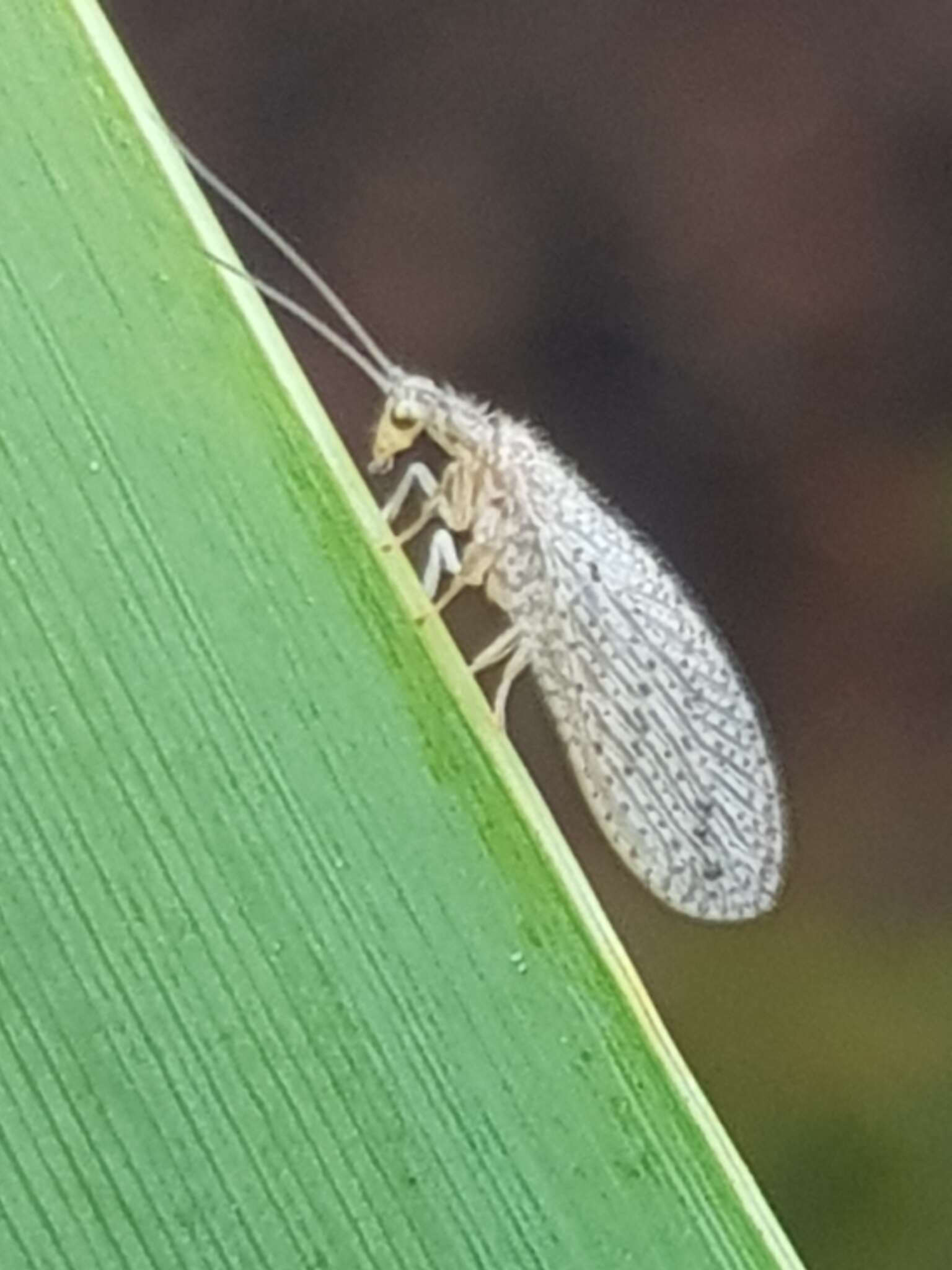 Слика од Micromus tasmaniae (Walker 1860)