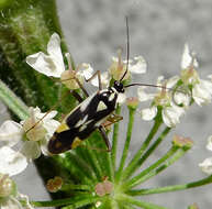 Image of Grypocoris stysi (Wagner 1968)