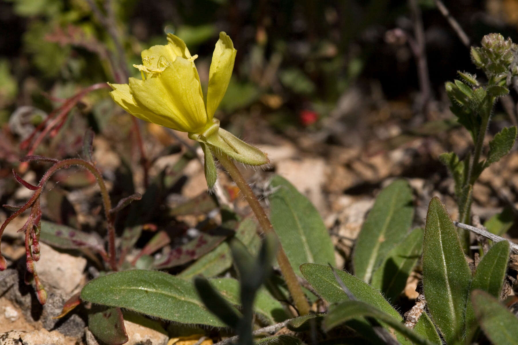 Imagem de Oenothera primiveris A. Gray