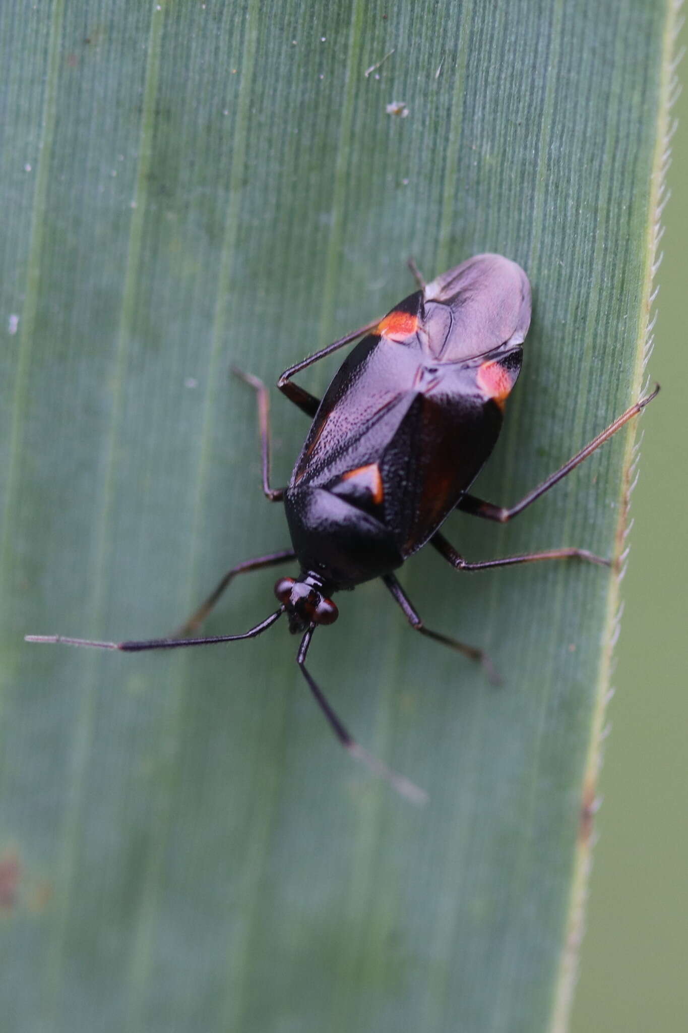 Image of red capsid bug