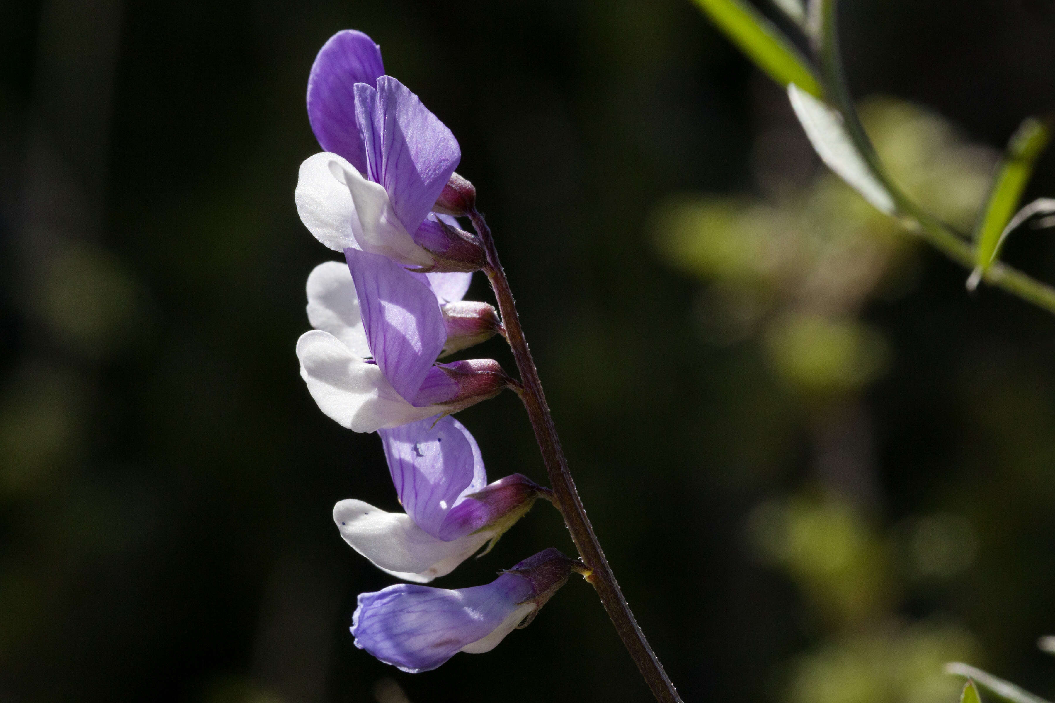 Image of Louisiana vetch