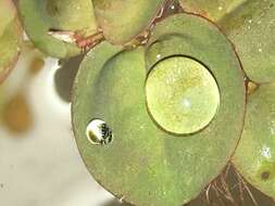 Image of Red Root Floater