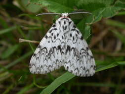 Image of Black Arches