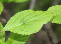 Helwingia japonica (Thunb. ex Murray) F. G. Dietrich resmi