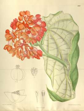 Слика од Begonia maculata Raddi