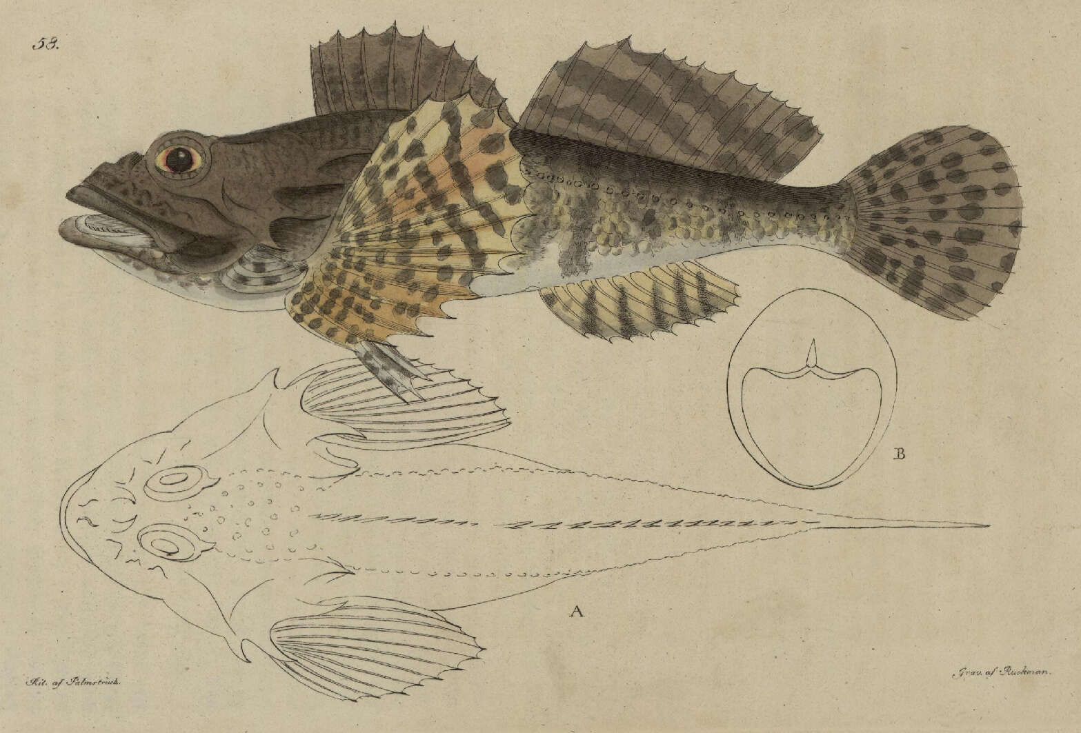 Imagem de Myoxocephalus scorpius (Linnaeus 1758)