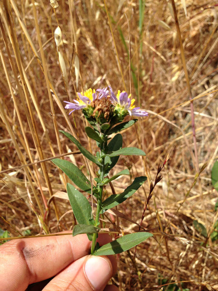 Image of Pacific aster