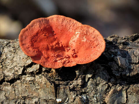 Image of Trametes coccinea (Fr.) Hai J. Li & S. H. He 2014