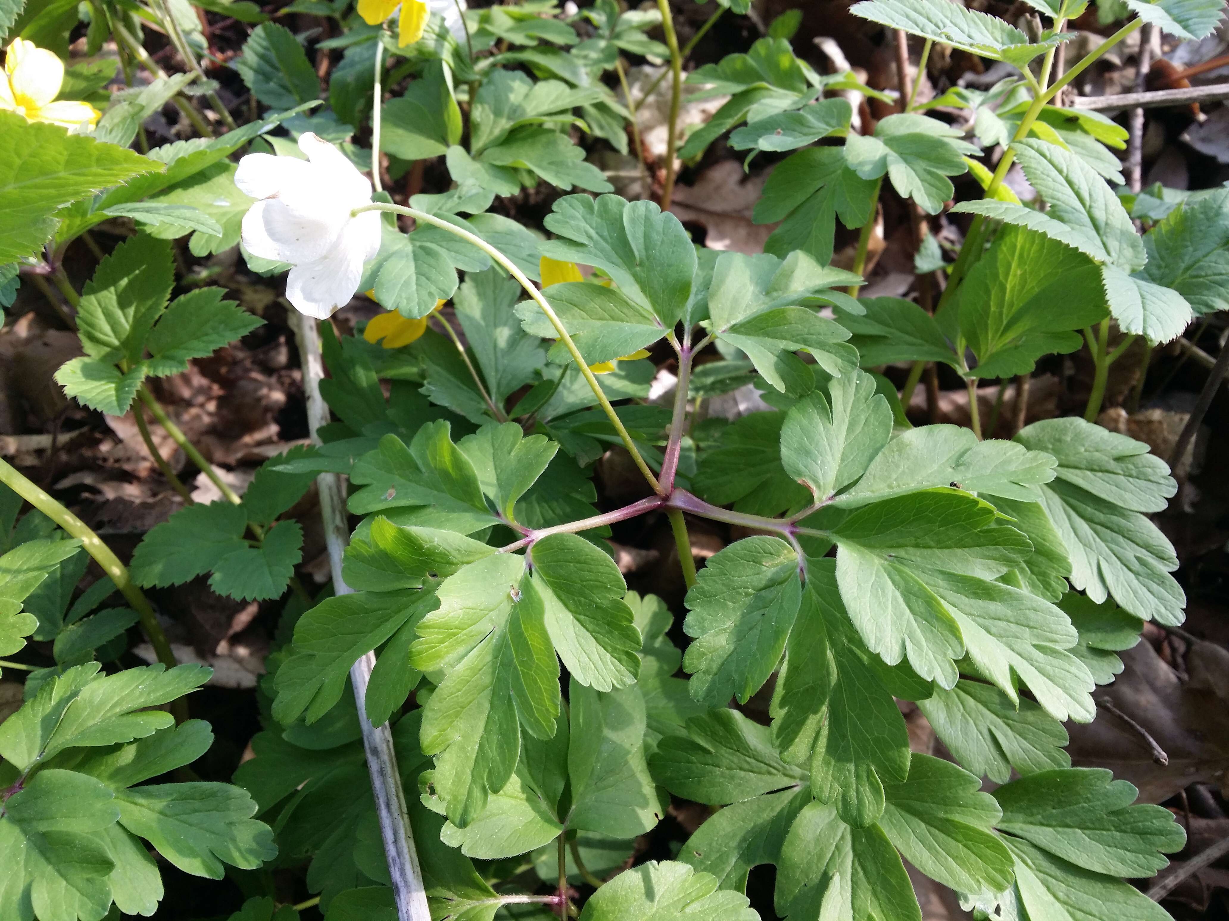 Image of European thimbleweed