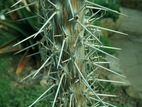 Image of Didierea madagascariensis Baill.